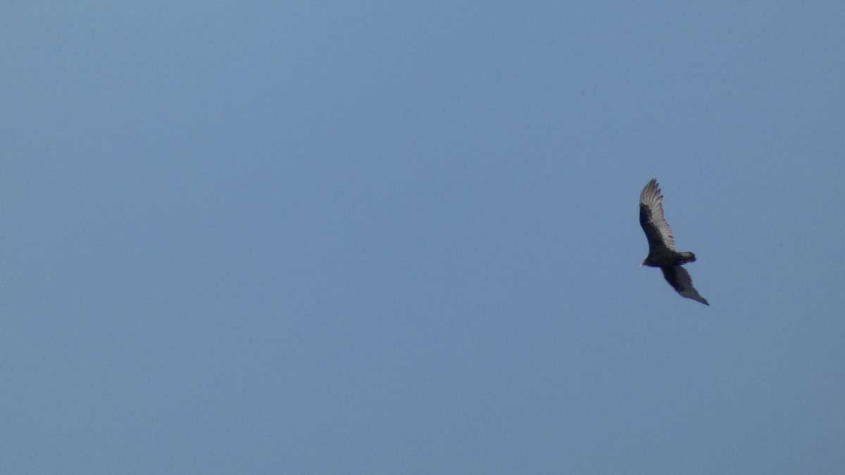 Turkey Vulture - ML313383061