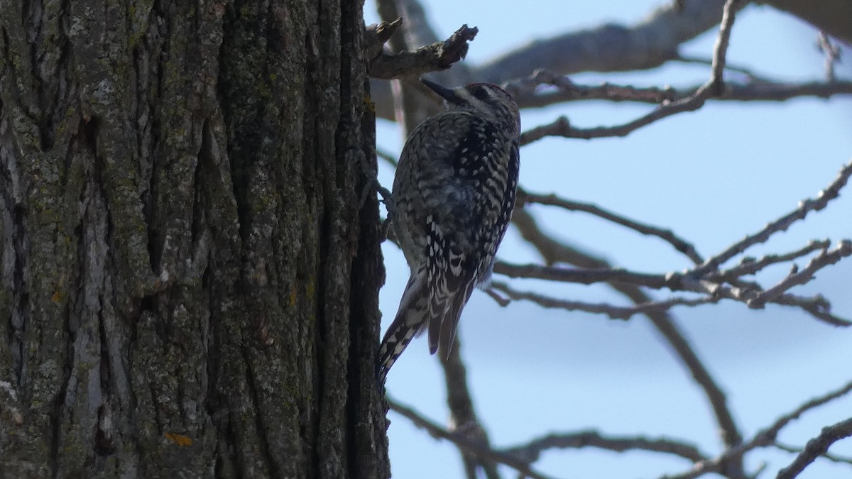 Yellow-bellied Sapsucker - ML313383181