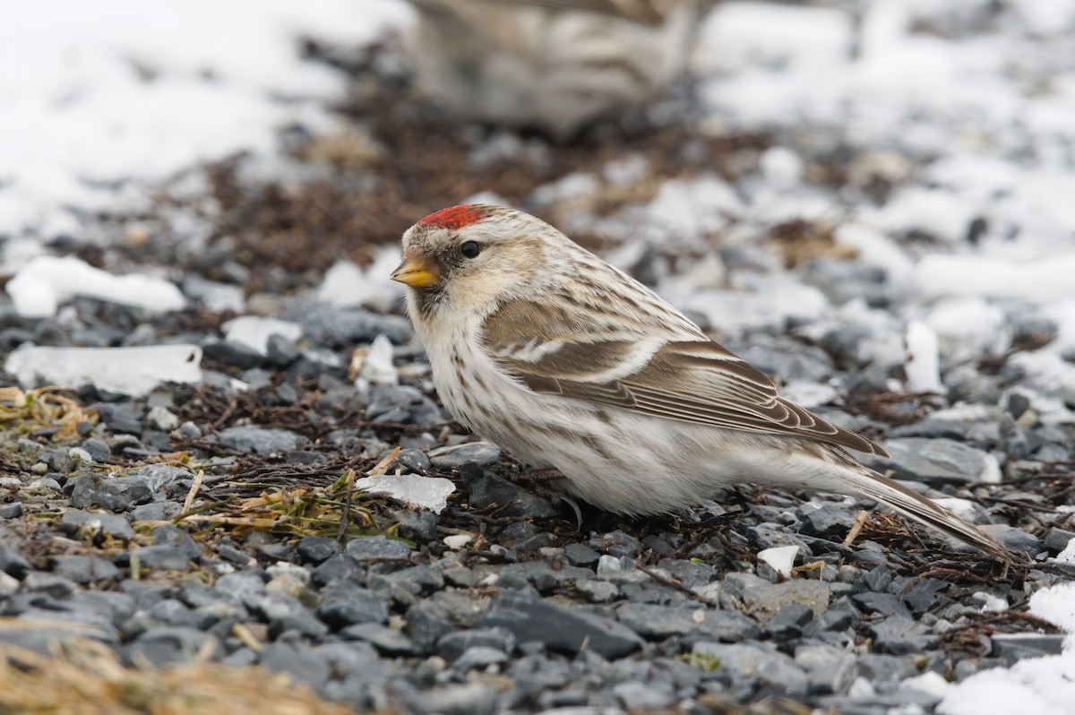 Redpoll (Hoary) - Grace C
