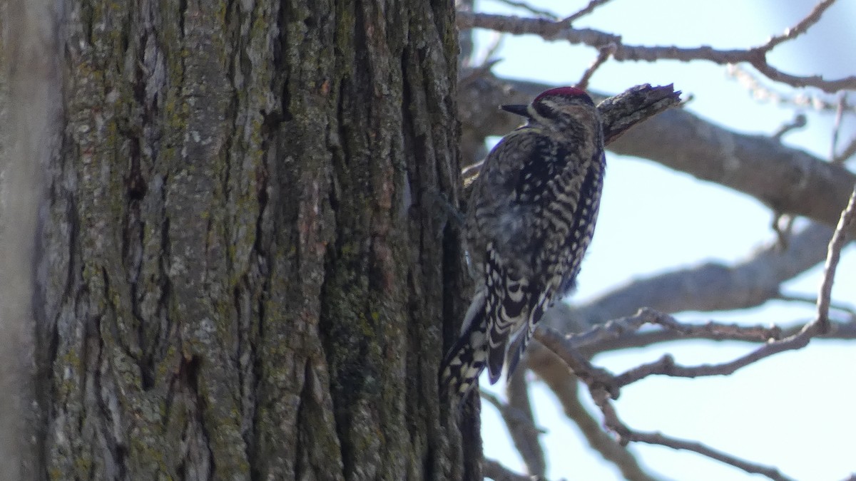 Yellow-bellied Sapsucker - ML313383351