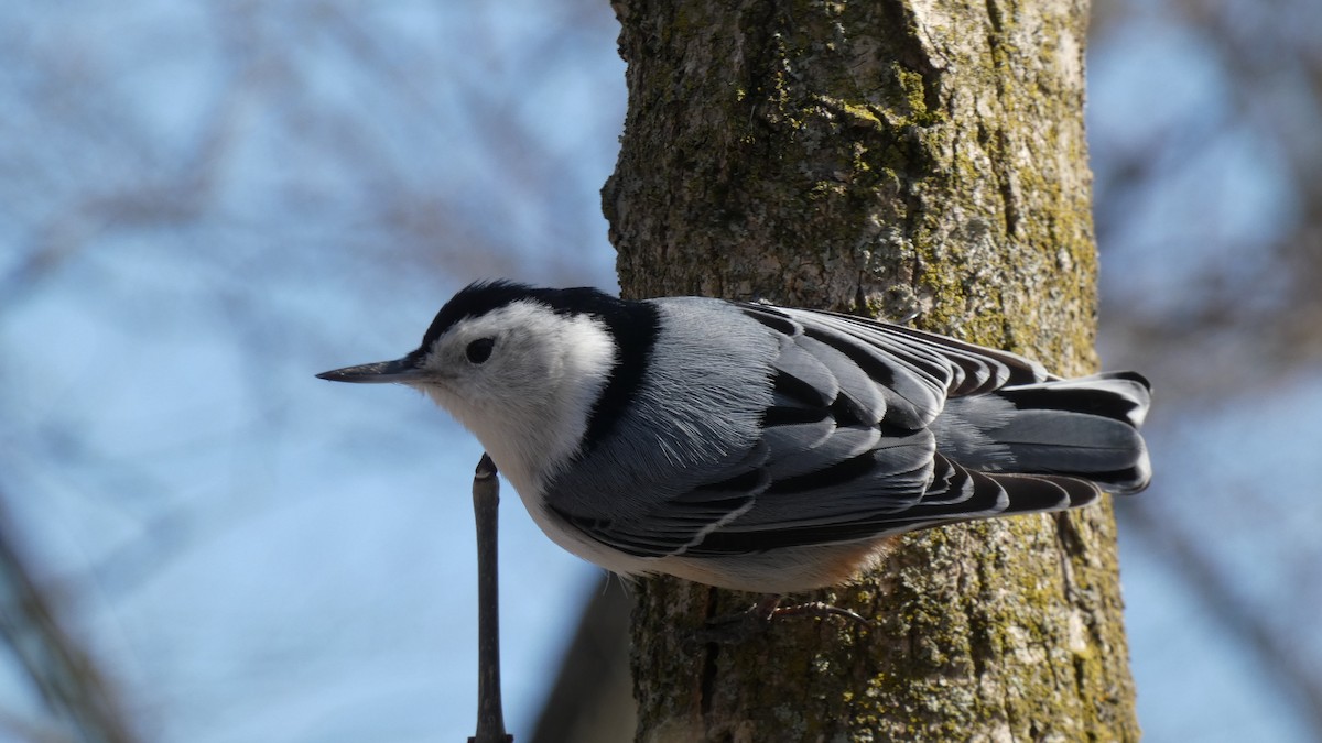 White-breasted Nuthatch - ML313384171