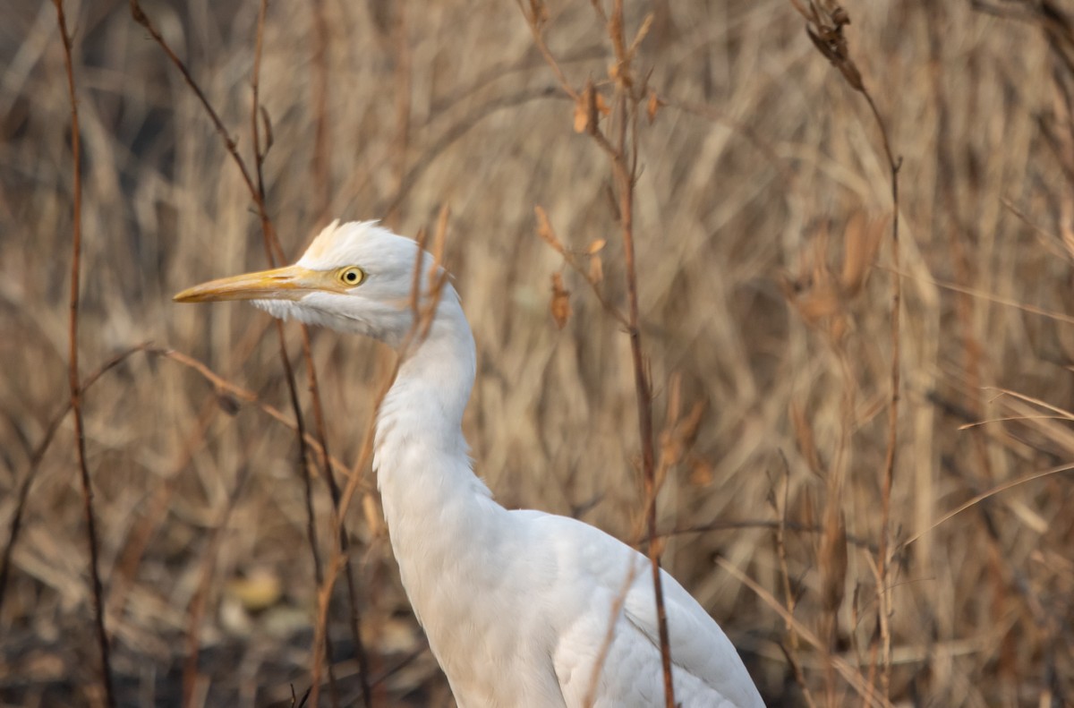 Eastern Cattle-Egret - Kalpesh Krishna