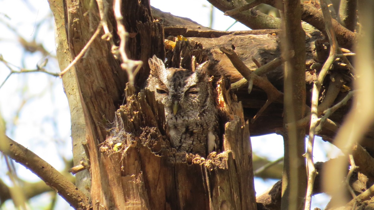 Eastern Screech-Owl - ML313387041