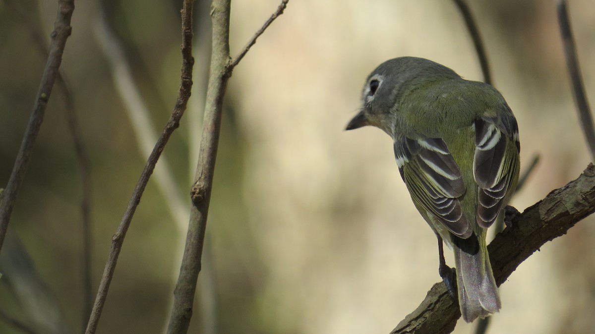 Mavi Başlı Vireo - ML313388641