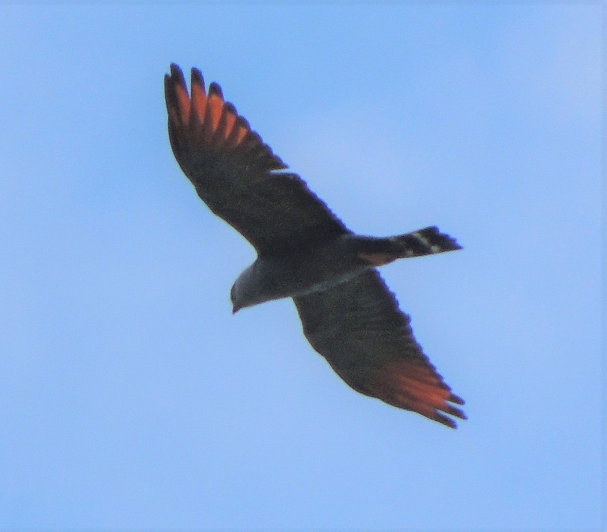 Plumbeous Kite - Edwin Mora