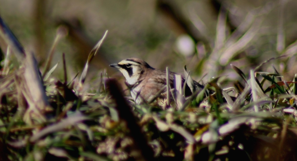 Horned Lark - Bradley Murphy