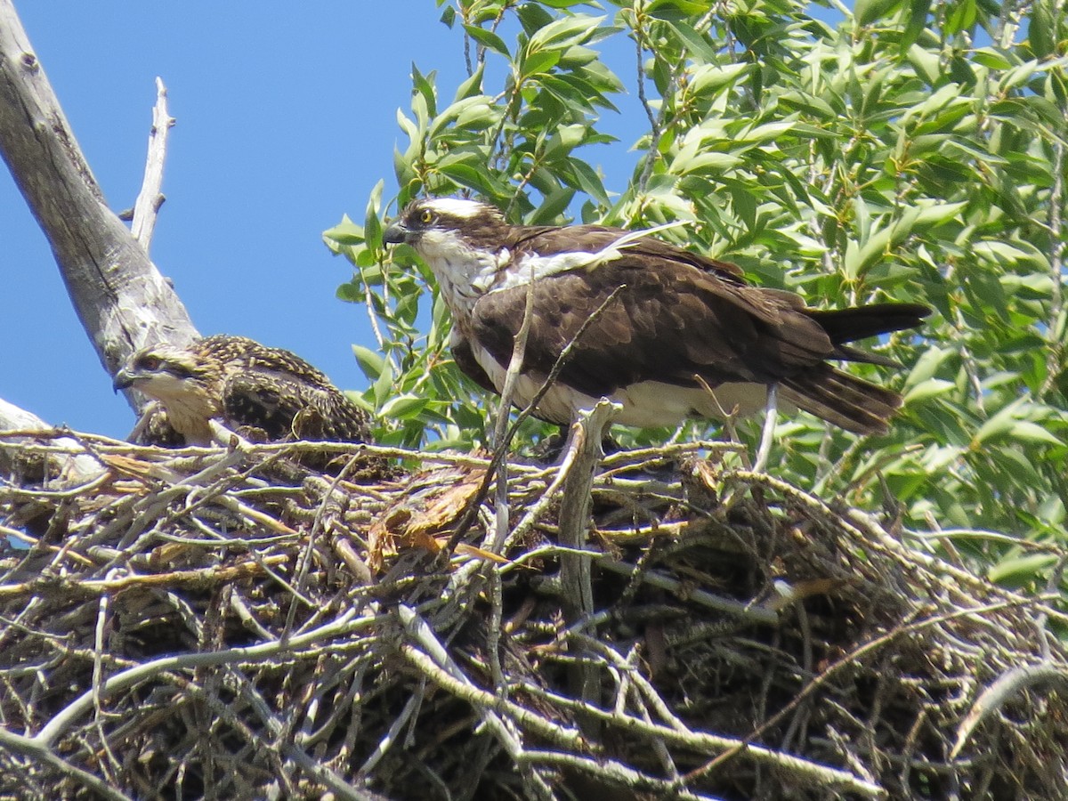 Osprey - ML31339331