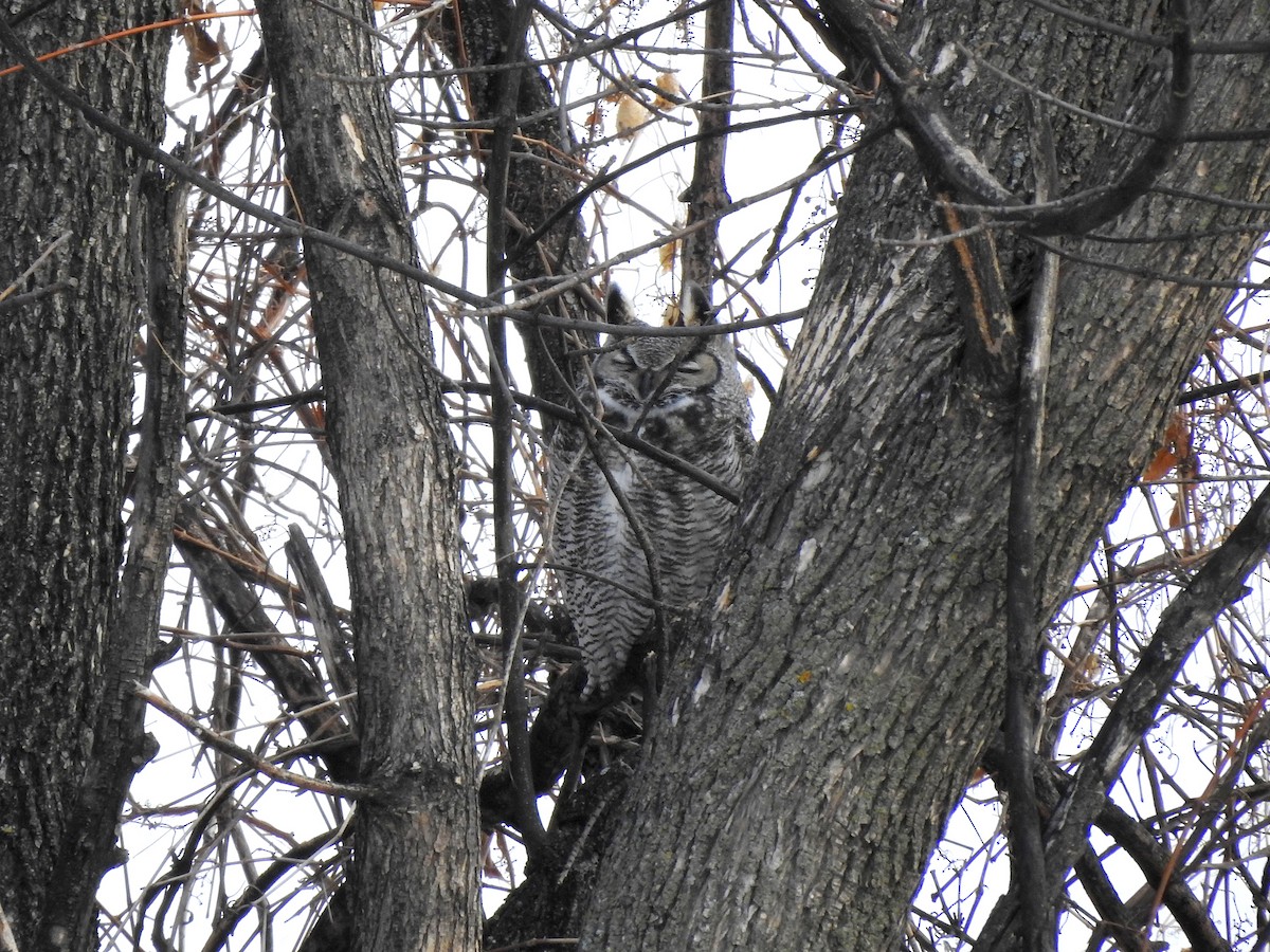 Great Horned Owl - ML313393481