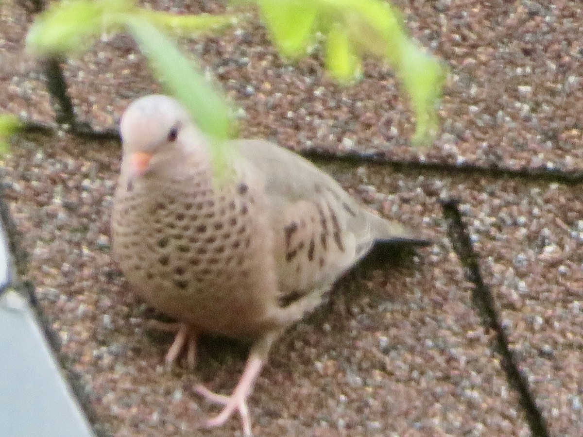 Common Ground Dove - ML313393621