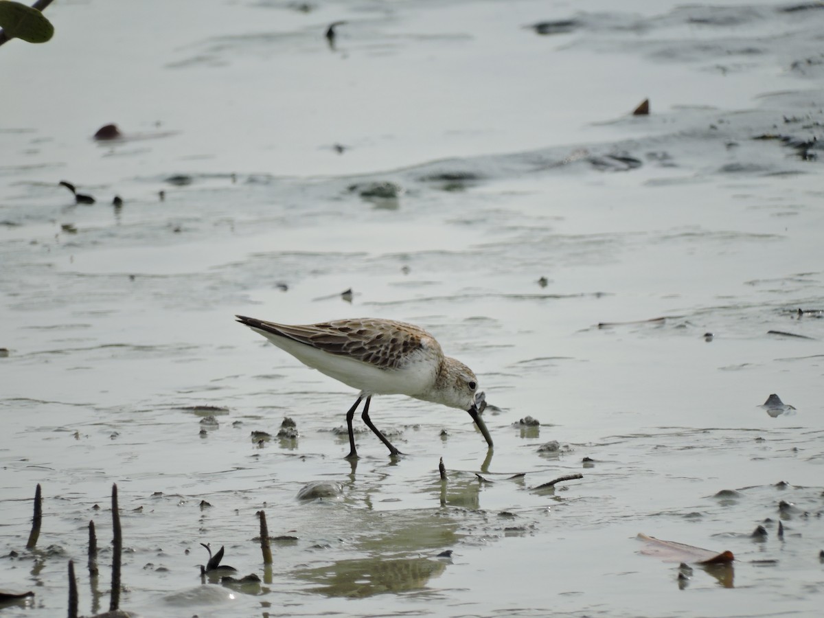 Western Sandpiper - ML31339401