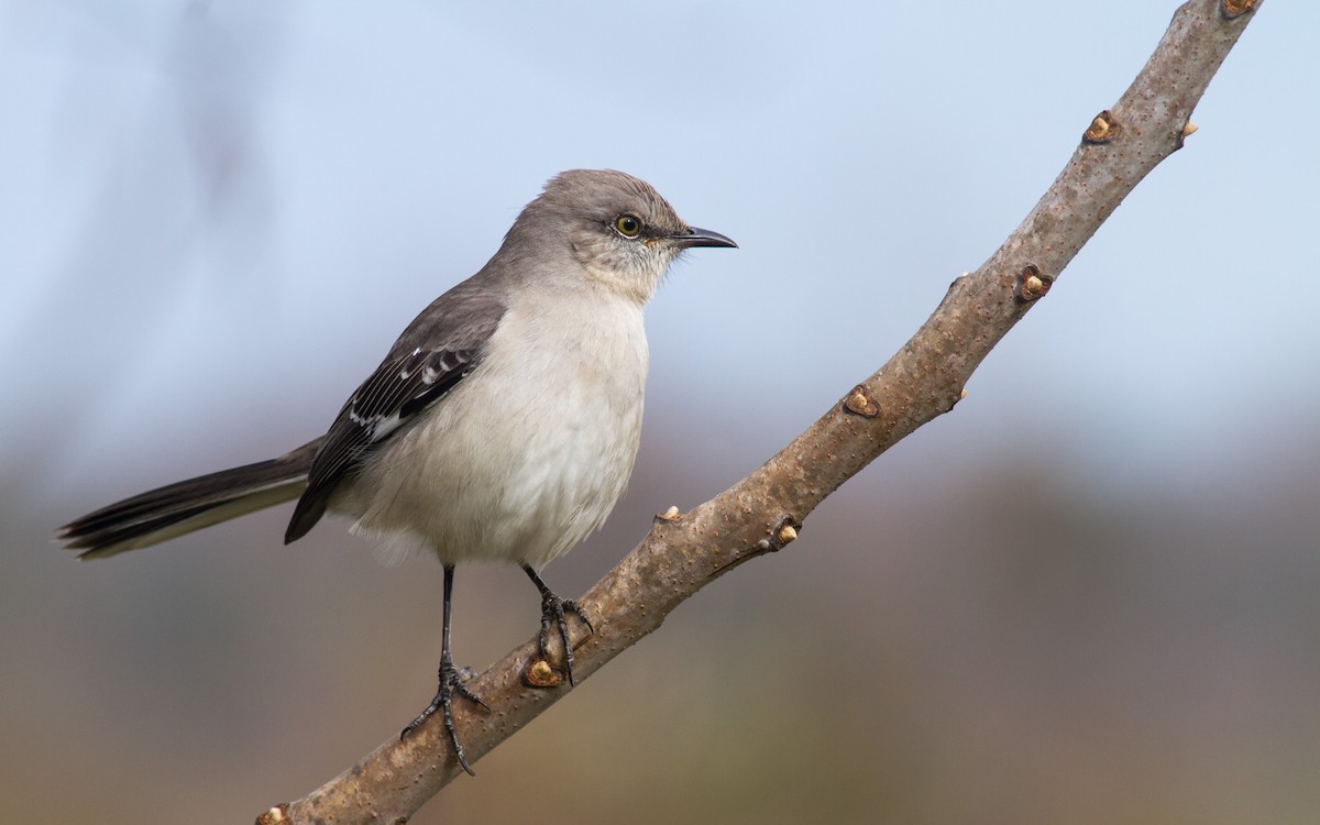 Northern Mockingbird - ML313394091