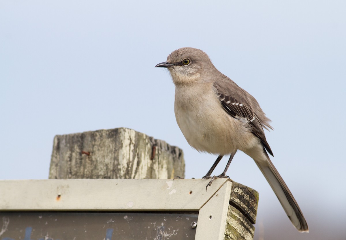 Northern Mockingbird - ML313394111