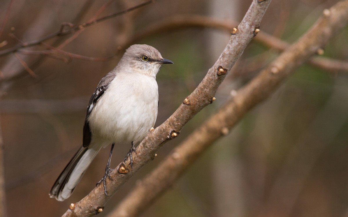 Northern Mockingbird - ML313394131