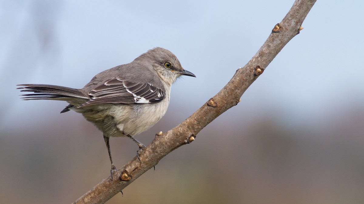 Northern Mockingbird - Fyn Kynd