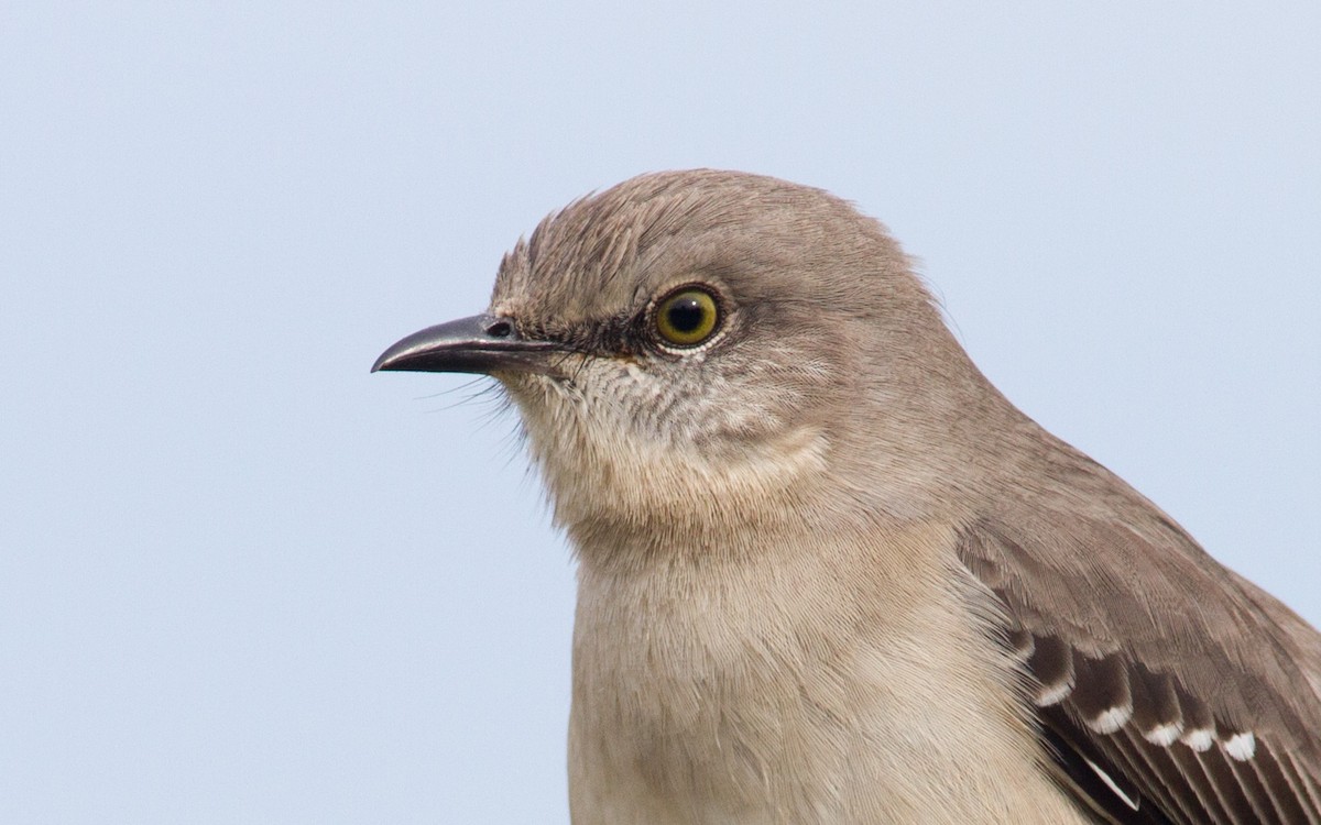 Northern Mockingbird - ML313394171