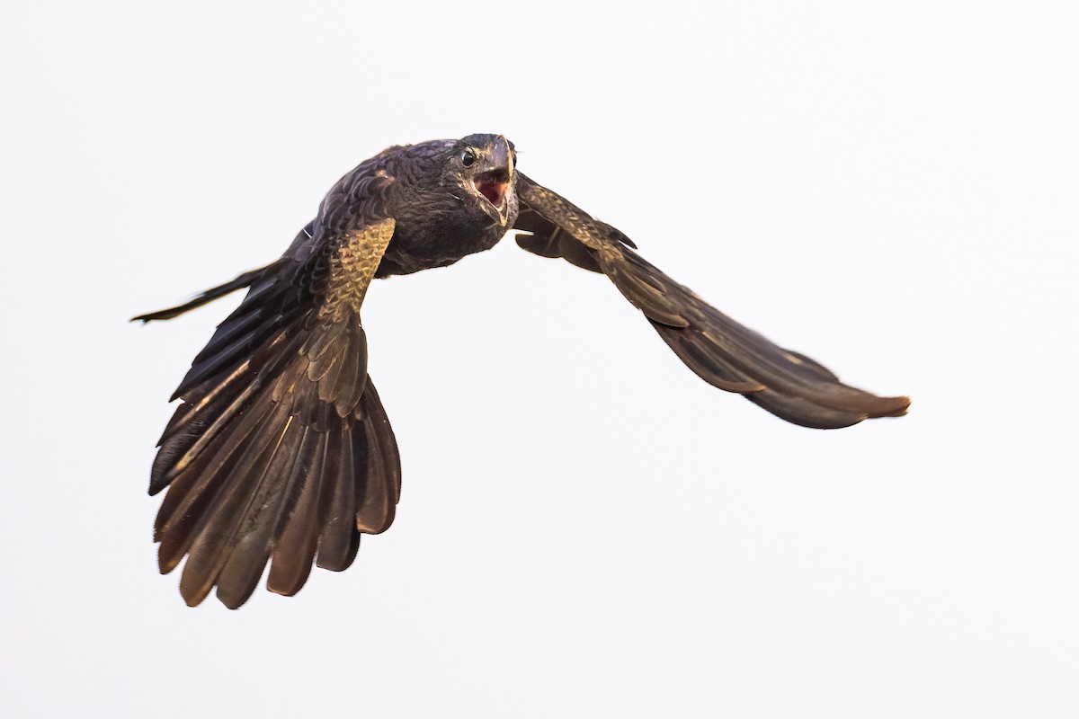 Smooth-billed Ani - ML313396301