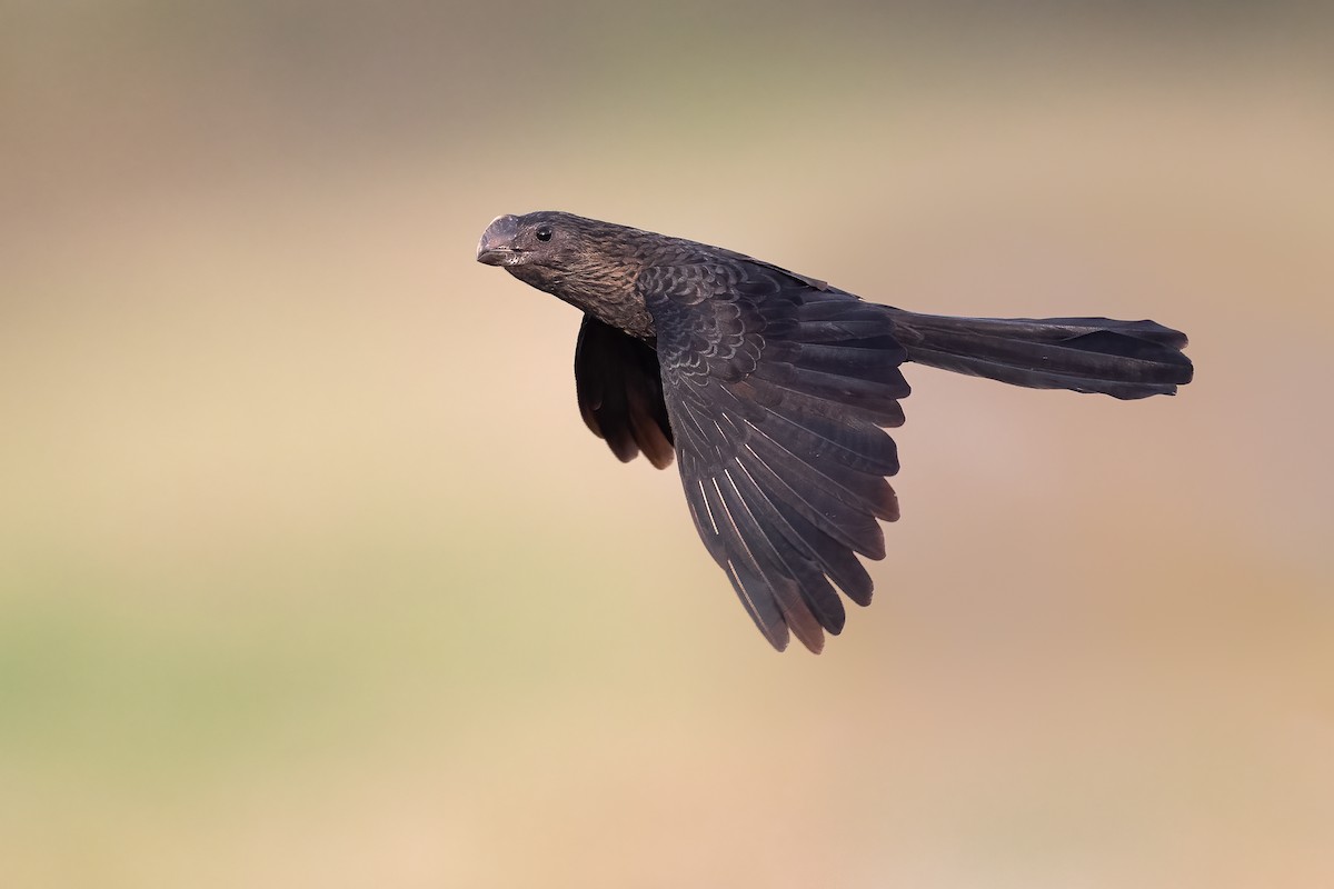 Smooth-billed Ani - ML313396341