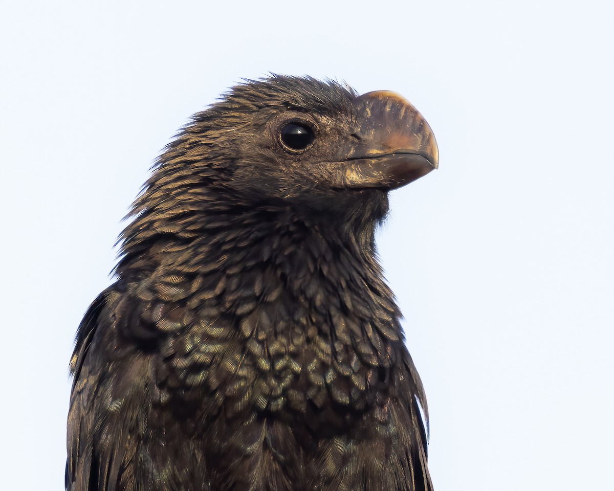 Smooth-billed Ani - ML313396401