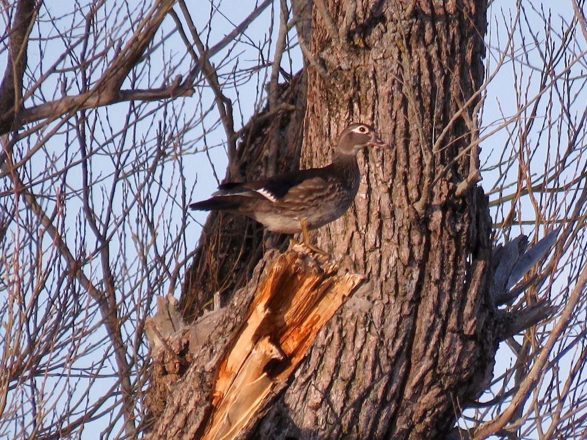 Wood Duck - ML31339711