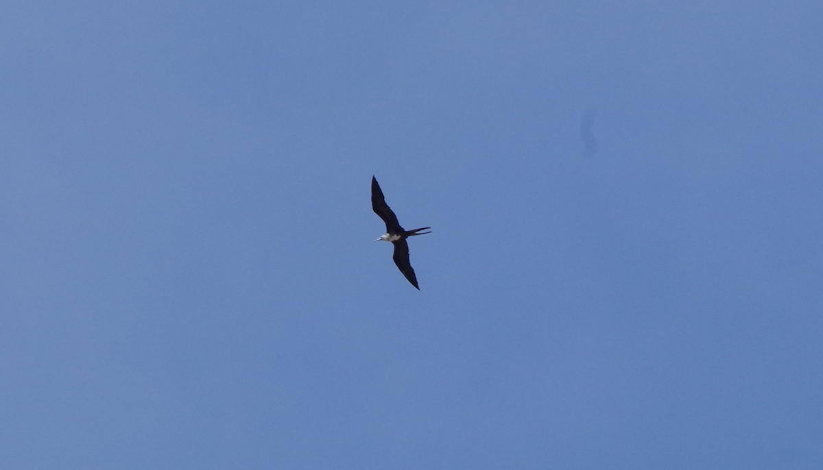 Magnificent Frigatebird - ML31339881