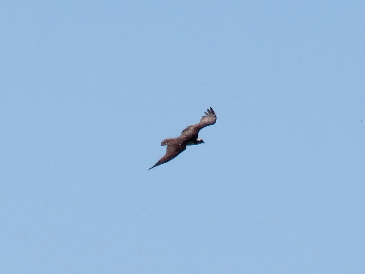 Falco pescatore - ML31339891