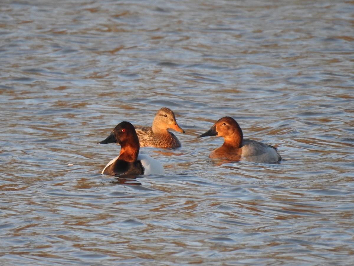 Canvasback - Sean Mueseler