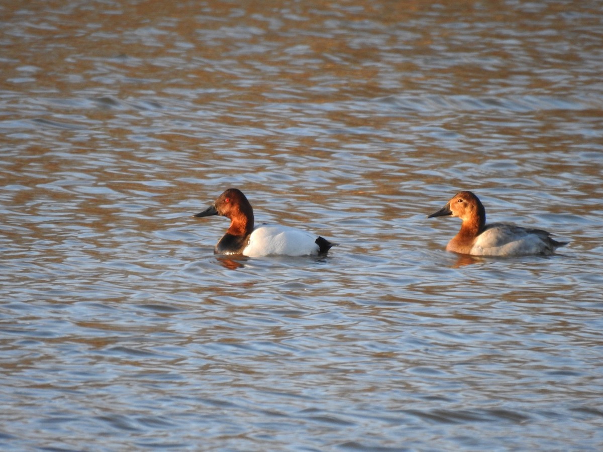 Canvasback - ML313399861