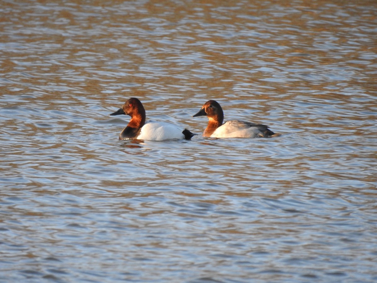 Canvasback - ML313399871