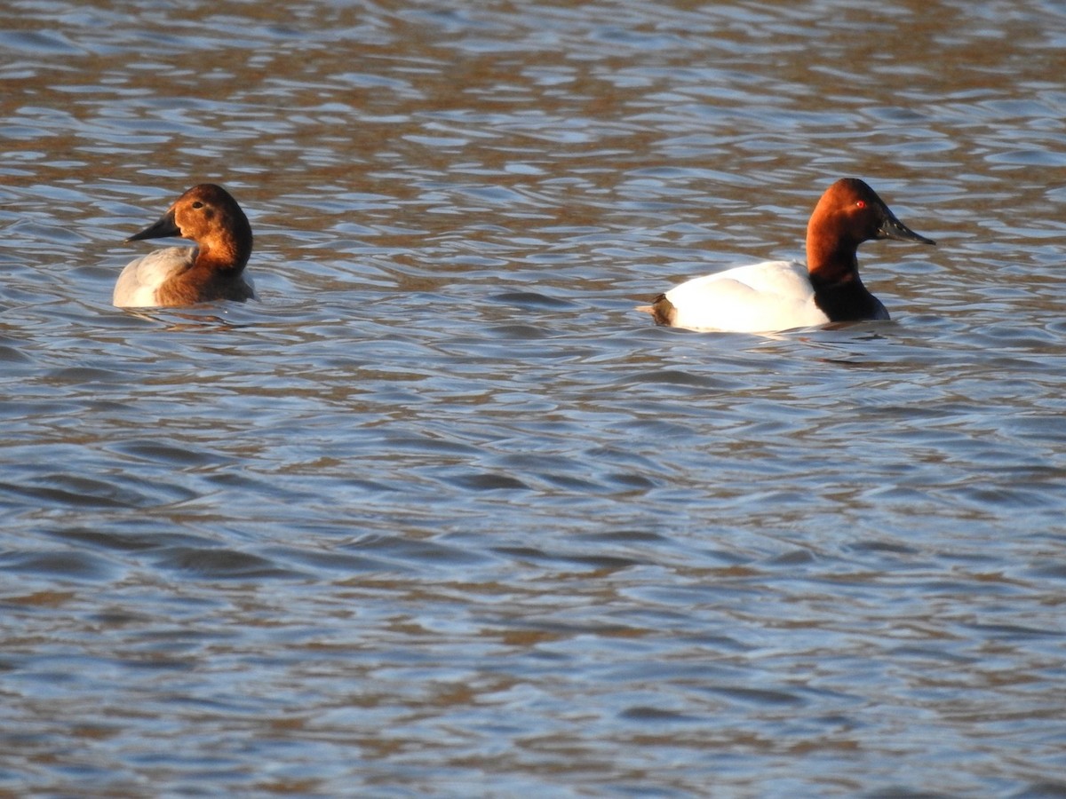 Canvasback - ML313399911