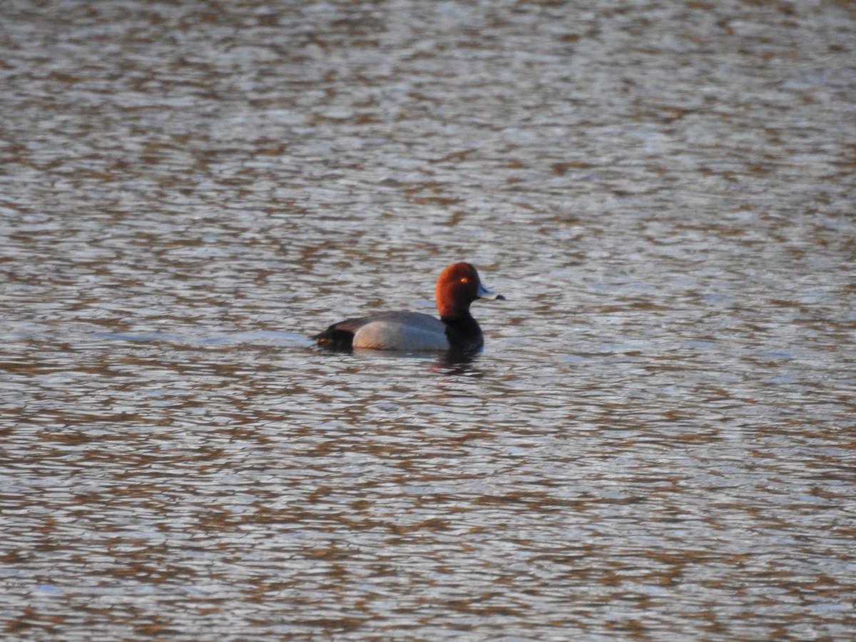 Redhead - ML313400211