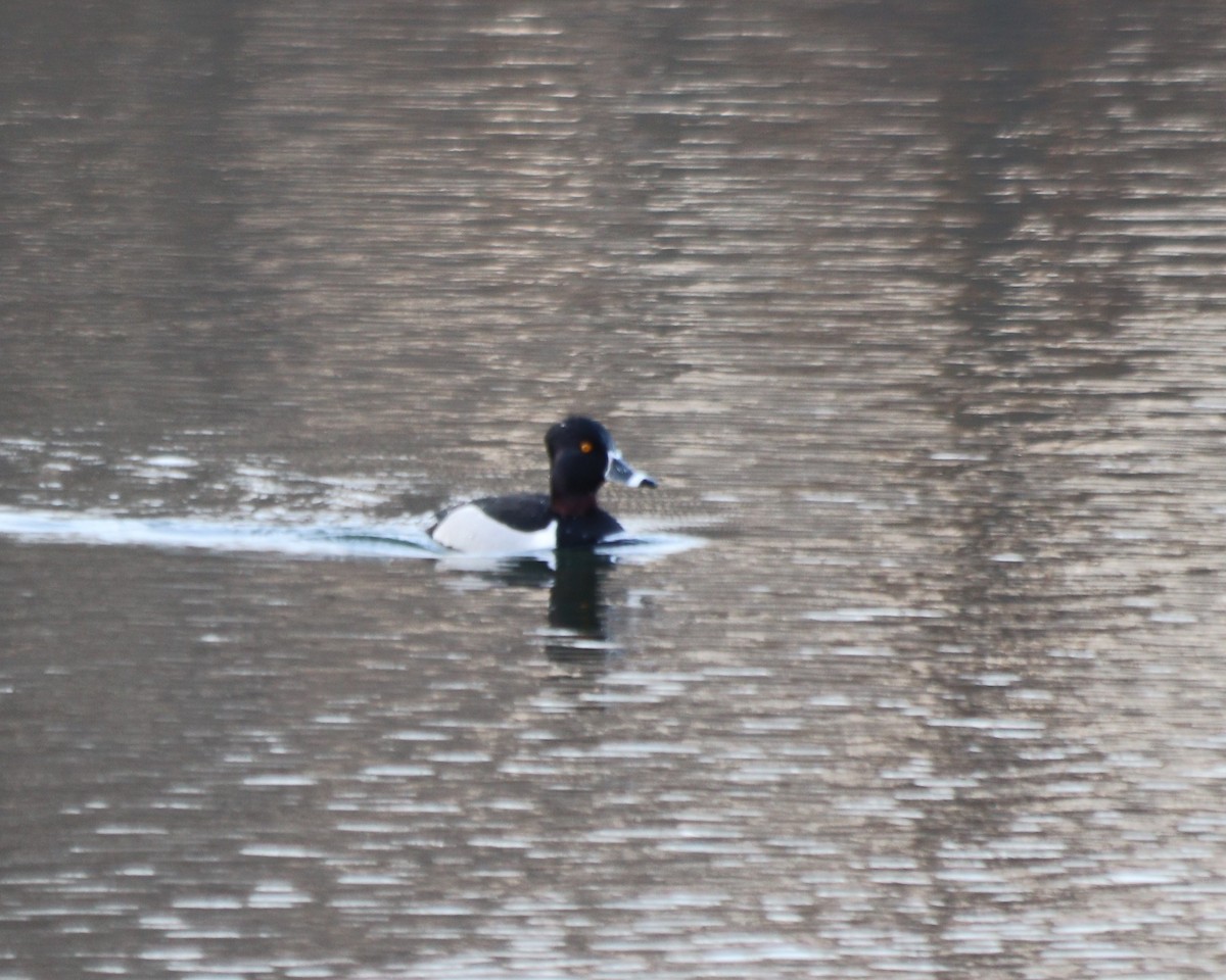 Ring-necked Duck - ML313402921