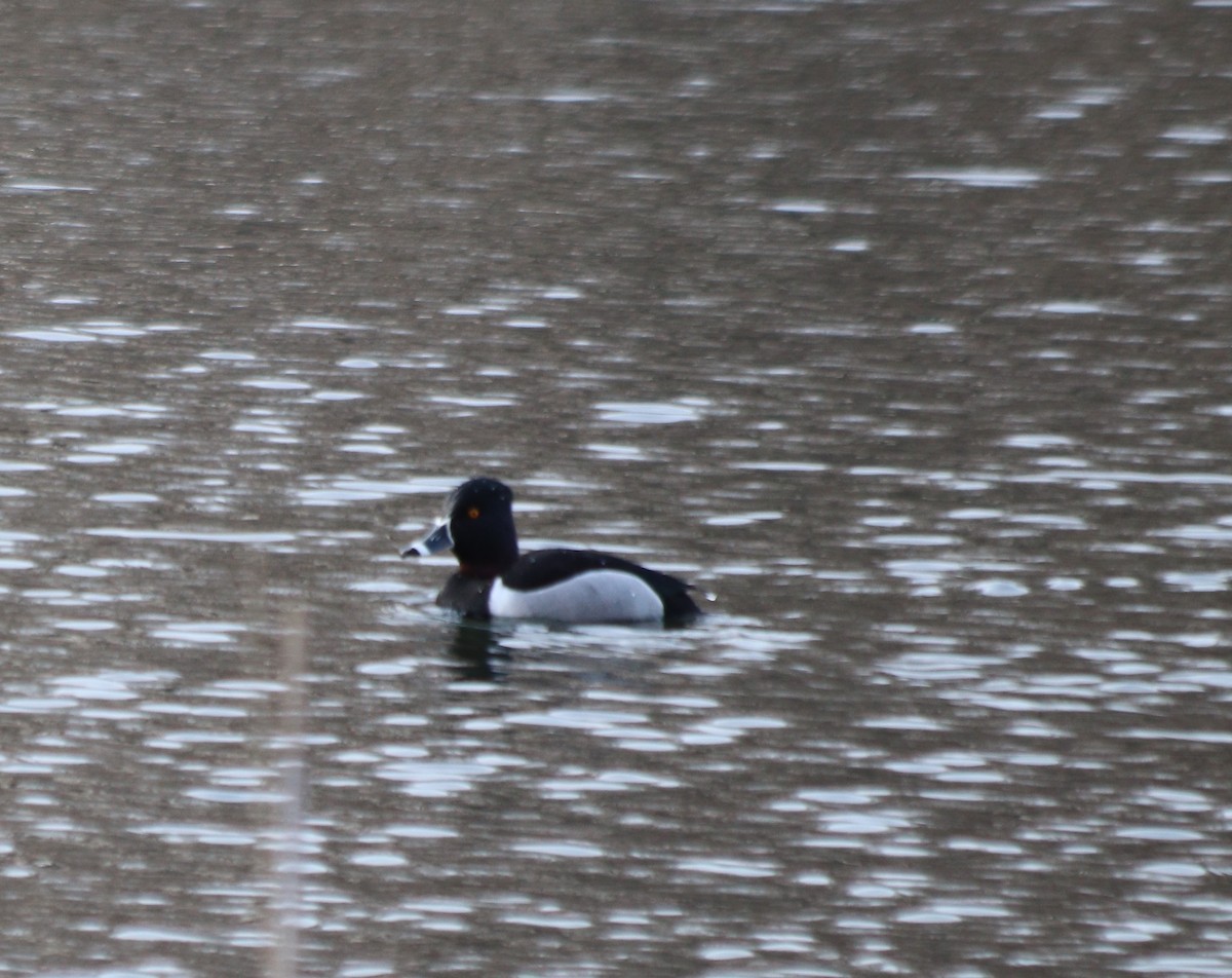 Ring-necked Duck - ML313402931