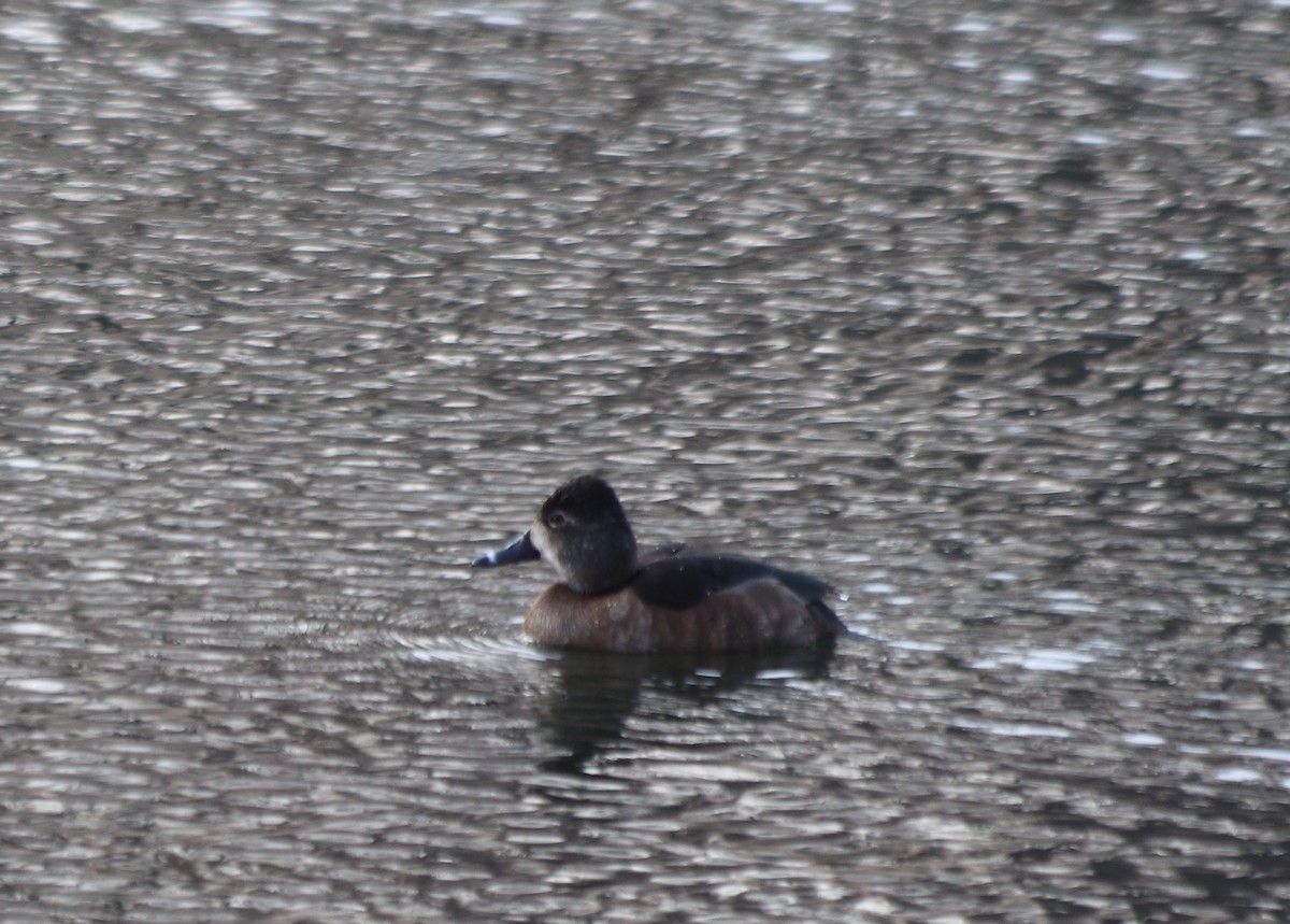 Ring-necked Duck - ML313402941