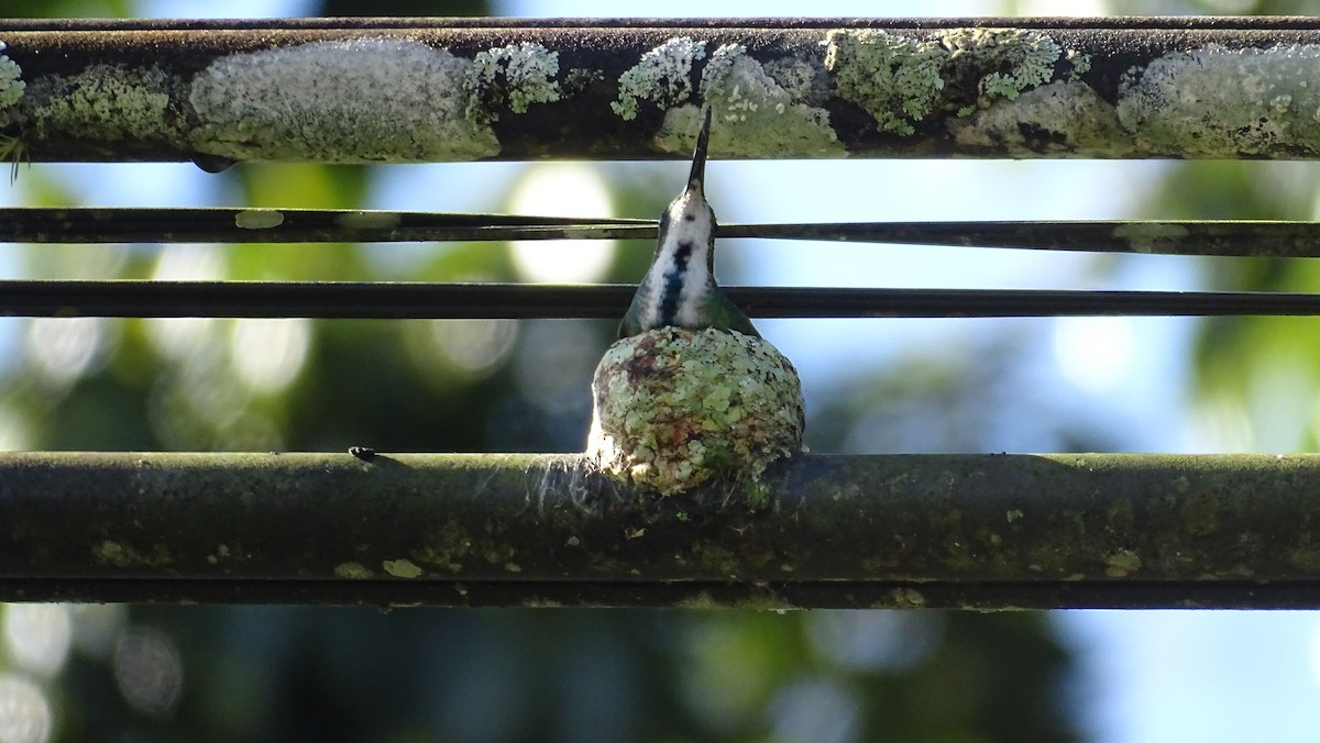 Green-breasted Mango - Diego Ramírez