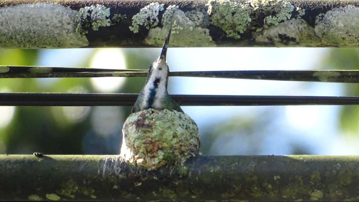 Green-breasted Mango - Diego Ramírez