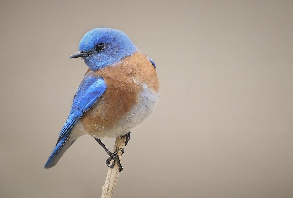 Western Bluebird - ML313404631