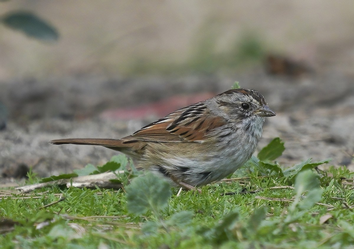 Swamp Sparrow - ML313404641