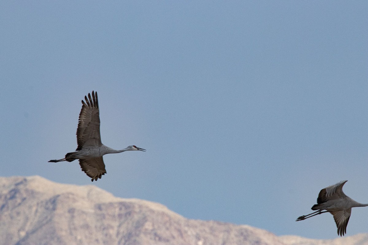 Sandhill Crane - ML313406451