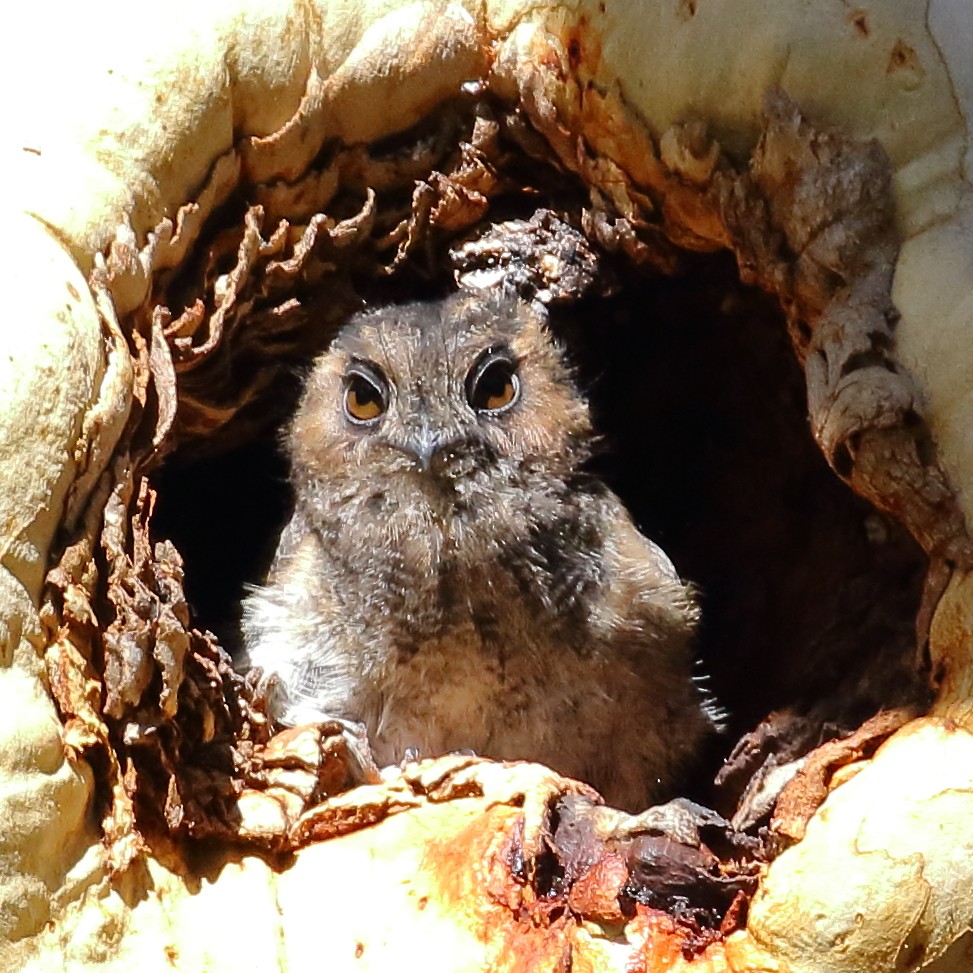 Australian Owlet-nightjar - Michael Rutkowski