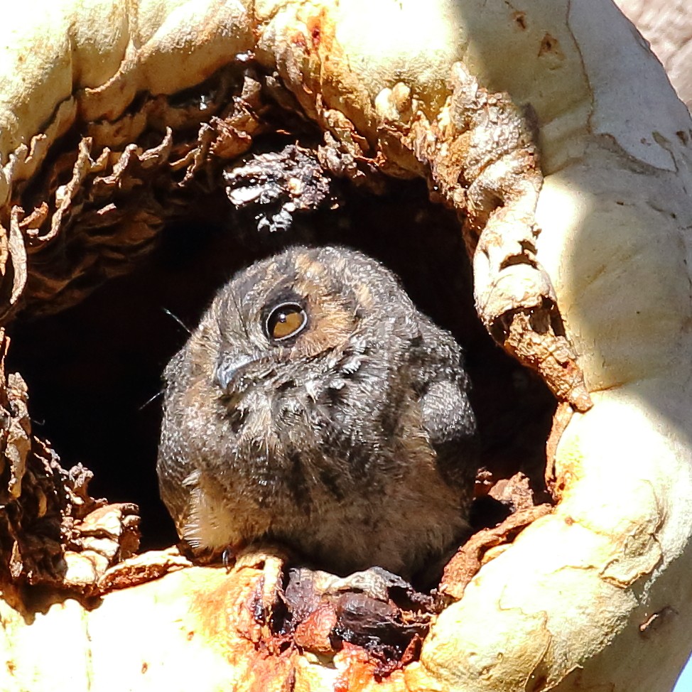 Australian Owlet-nightjar - ML313407441