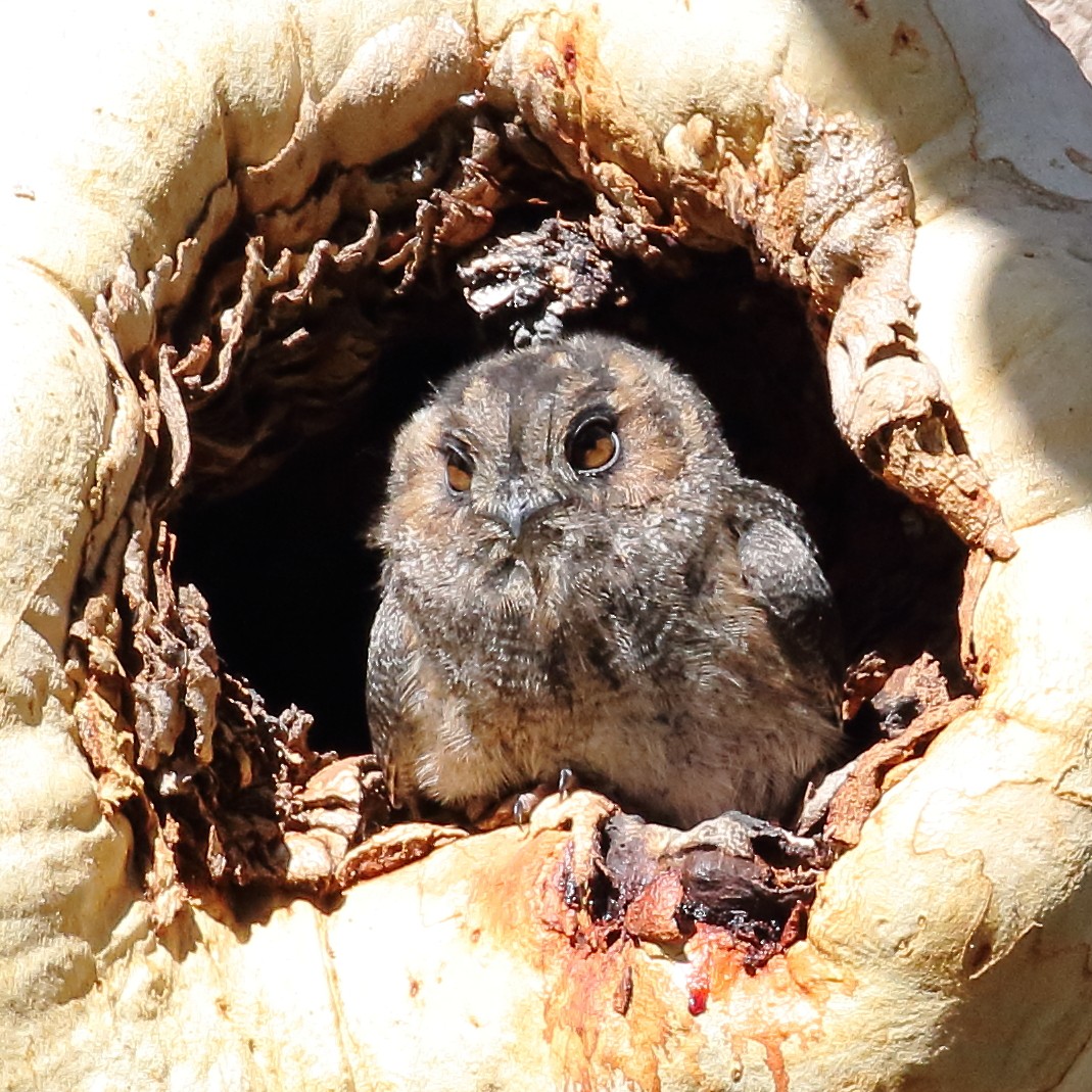 Australian Owlet-nightjar - Michael Rutkowski
