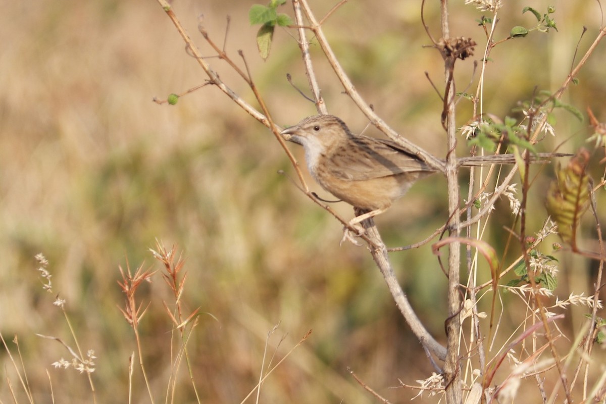 Common Babbler - ML313408361