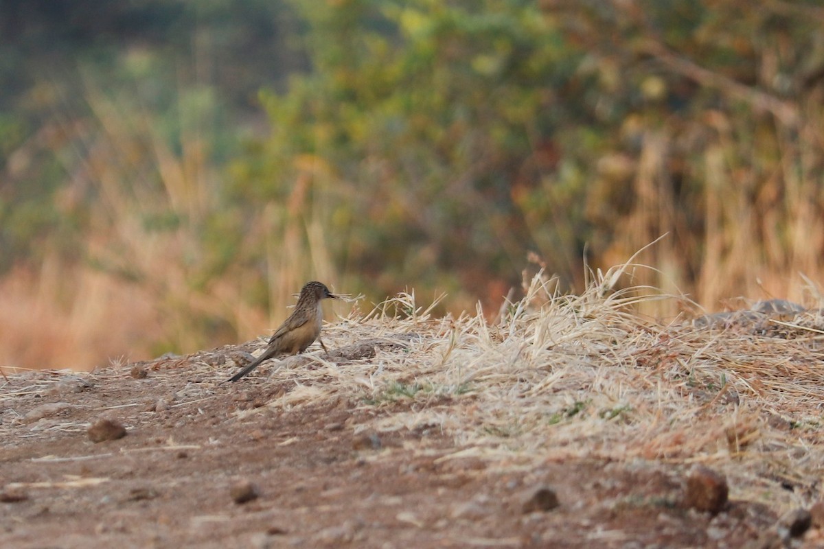 Common Babbler - Ganesh Datar