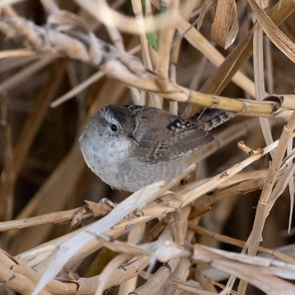 Marsh Wren - Becca Cockrum