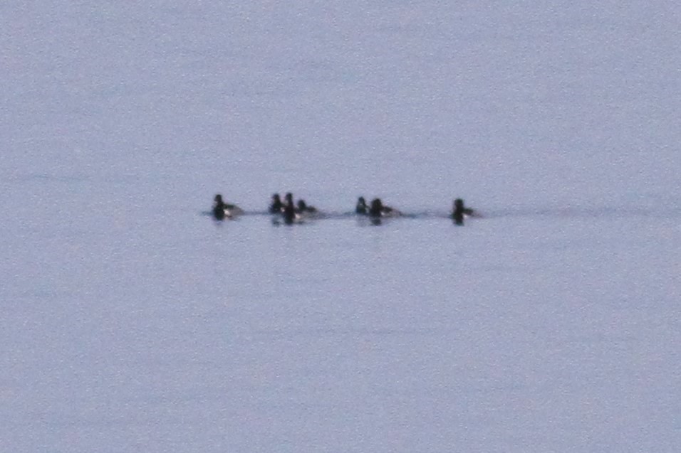 Ring-necked Duck - ML313410721