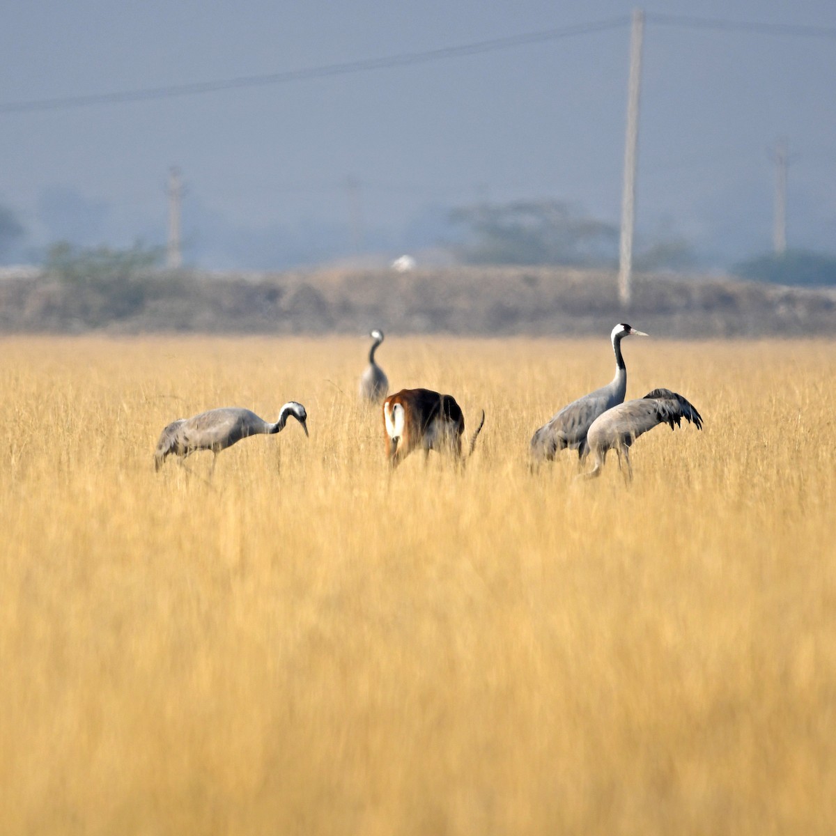 Common Crane - Vikas Pawar