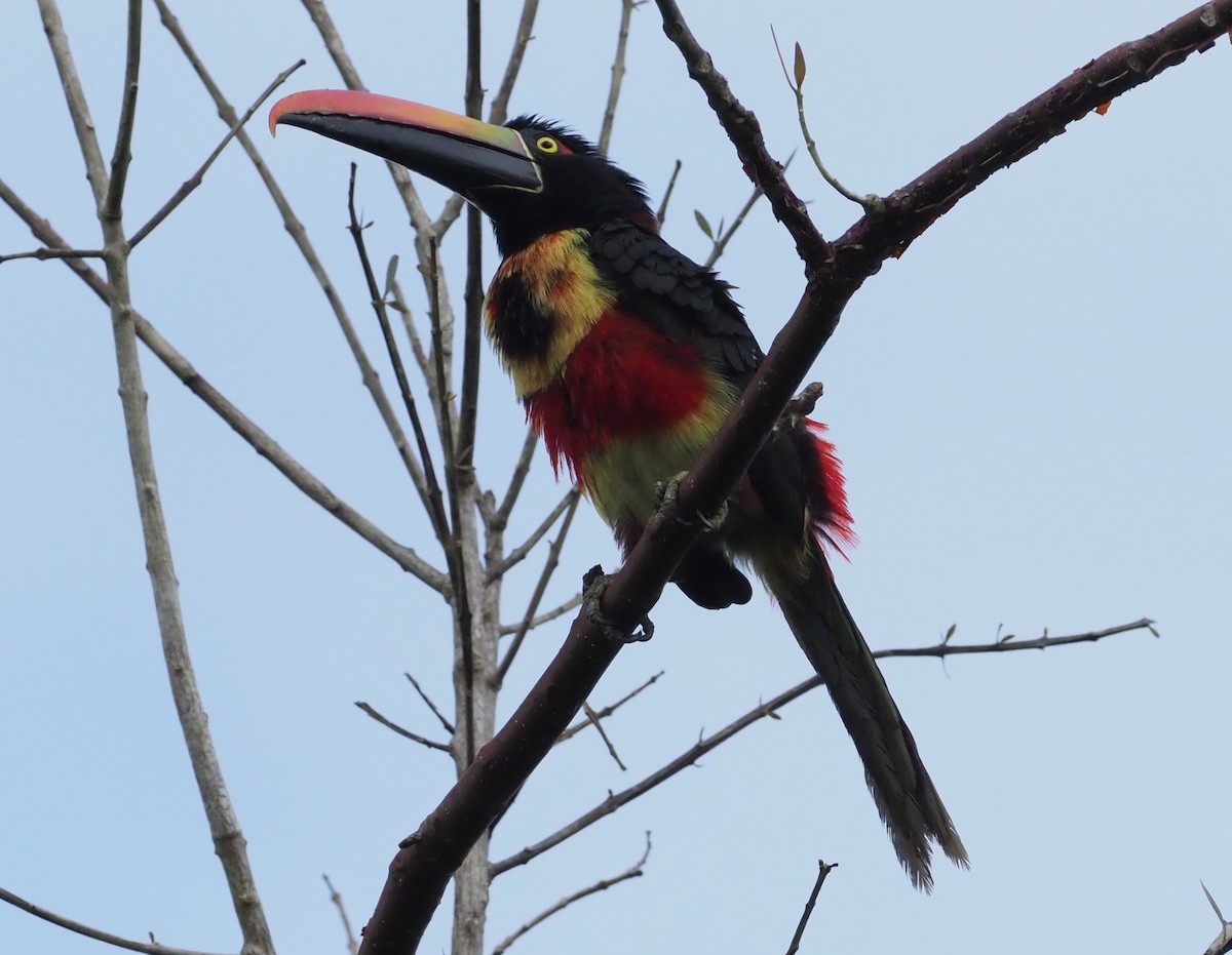 Fiery-billed Aracari - Stephan Lorenz