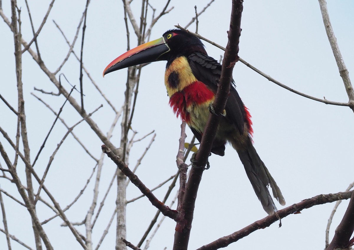 Fiery-billed Aracari - Stephan Lorenz