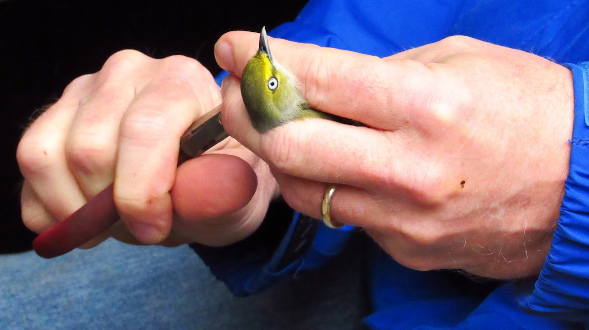 White-eyed Vireo - ML31341401