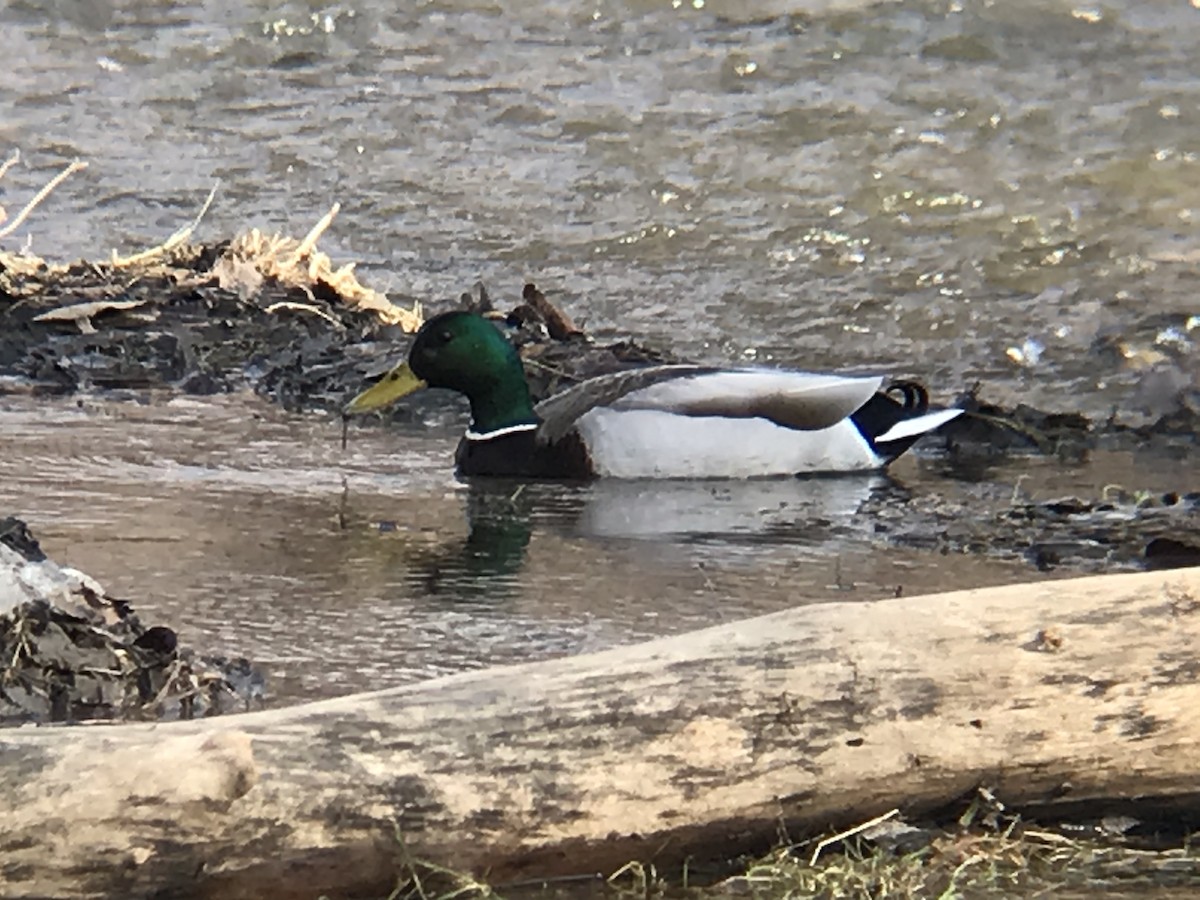 Mallard - ML313415431